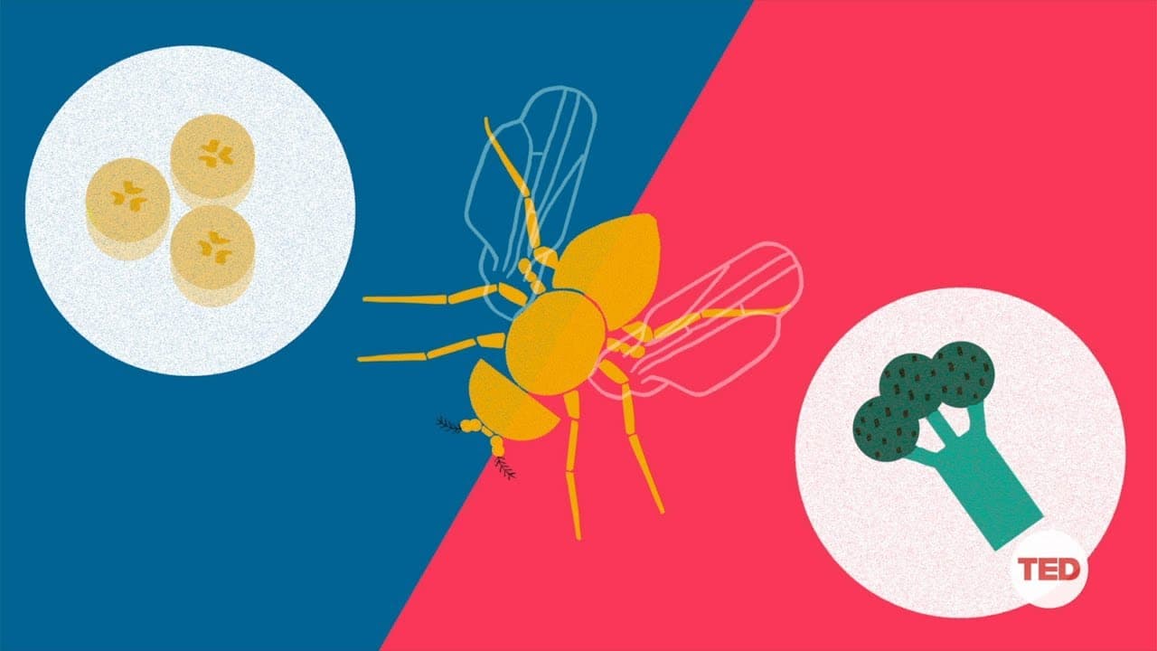 How you can make a fruit fly eat veggies