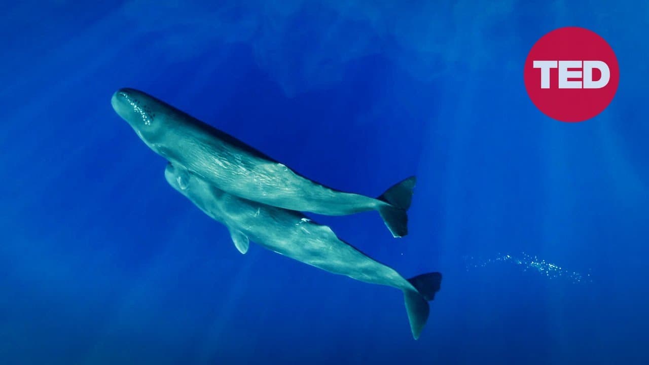 Can we learn to talk to sperm whales?