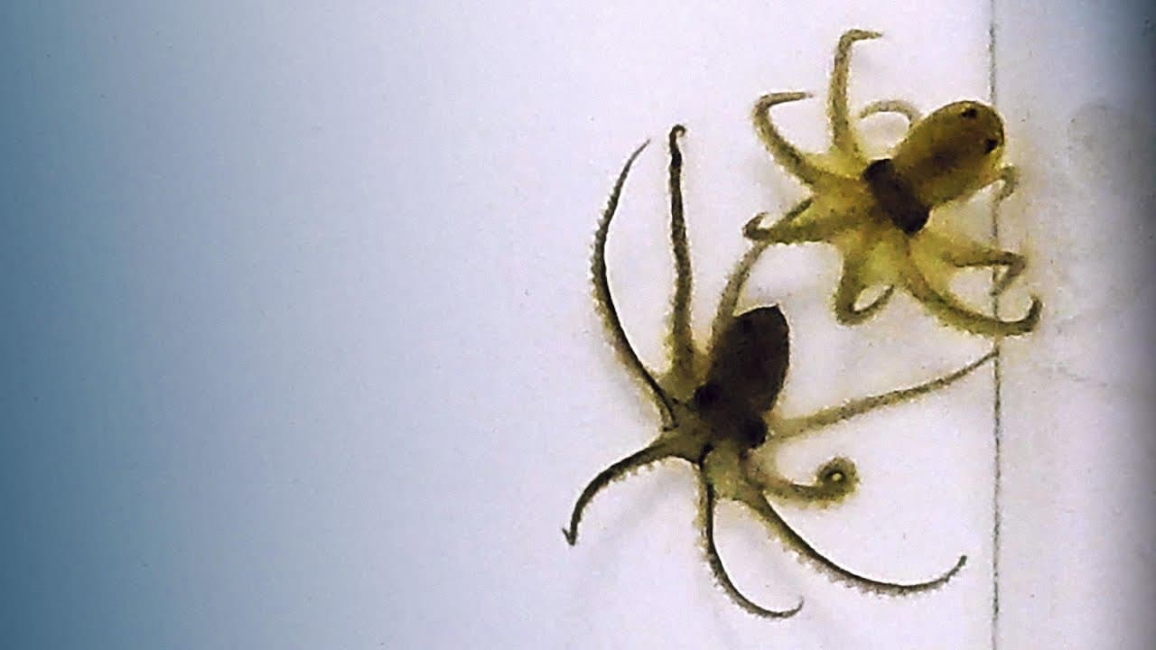 How octopuses battle each other