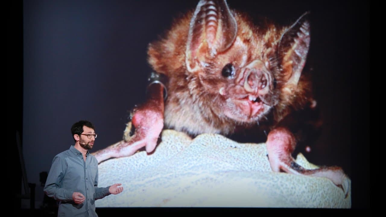 What vaccinating vampire bats can teach us about pandemics
