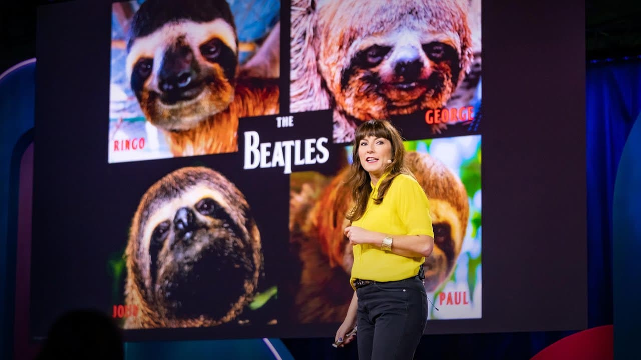 Sloths! The strange life of the world's slowest mammal