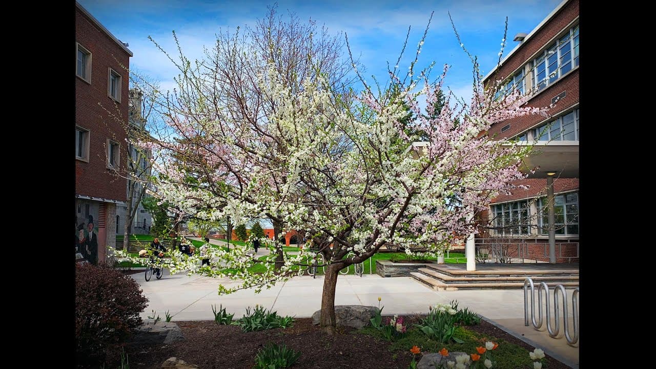 How one tree grows 40 different kinds of fruit