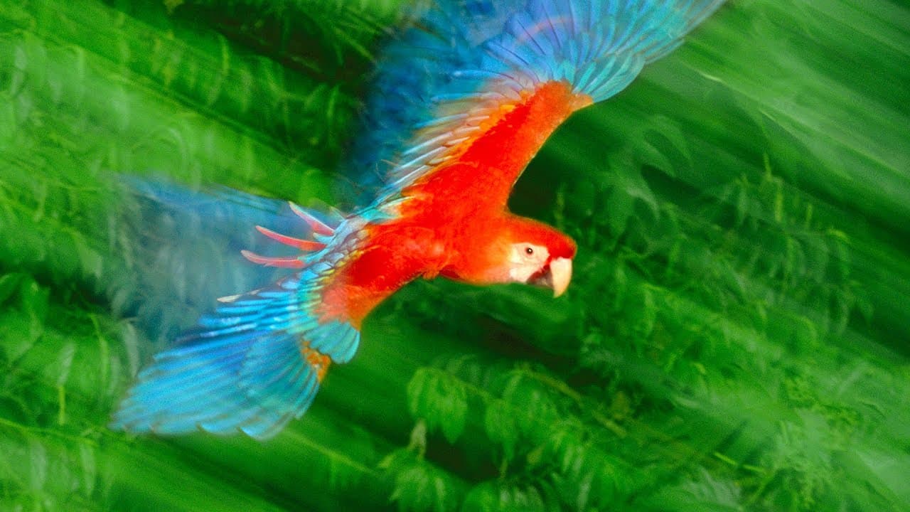 Photos that give voice to the animal kingdom